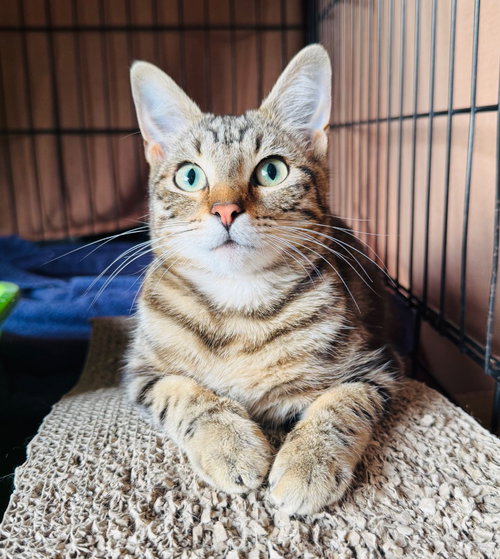 Celeste, an adoptable Domestic Short Hair in Claremore, OK
