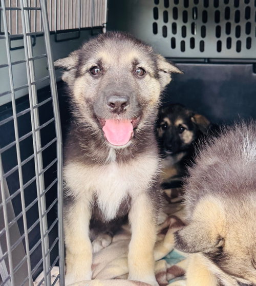 Helga, an adoptable German Shepherd Dog in Claremore, OK