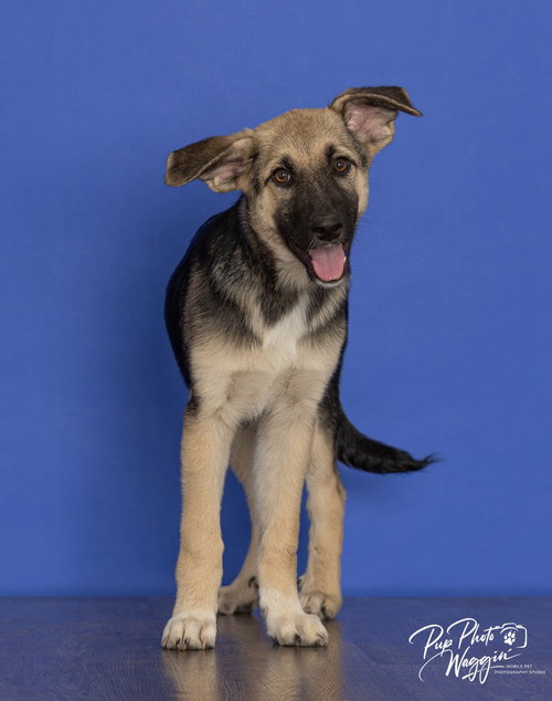 Helga, an adoptable German Shepherd Dog in Claremore, OK