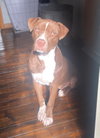Nova (prev.Almond Joy) - Photo 1