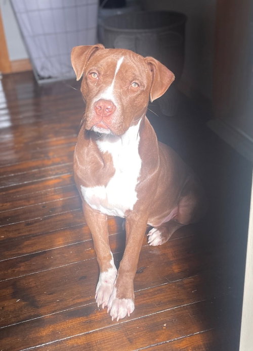 Nova (prev.Almond Joy), an adoptable Pit Bull Terrier in Claremore, OK