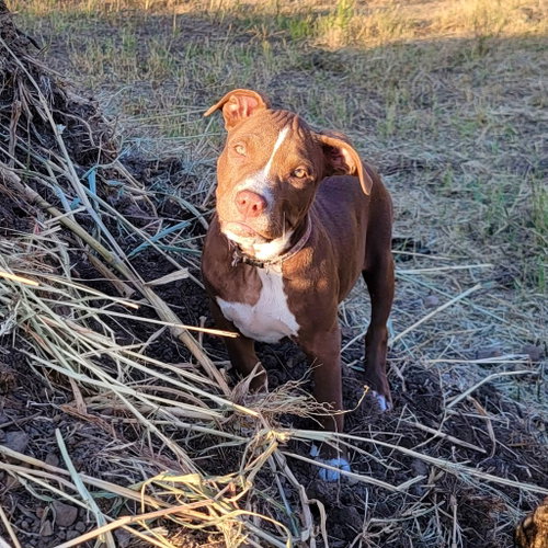 NOVA (PREV.ALMOND JOY) - Pit Bull Terrier available for adoption
