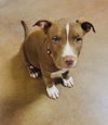 Nova (prev.Almond Joy) - Photo 3