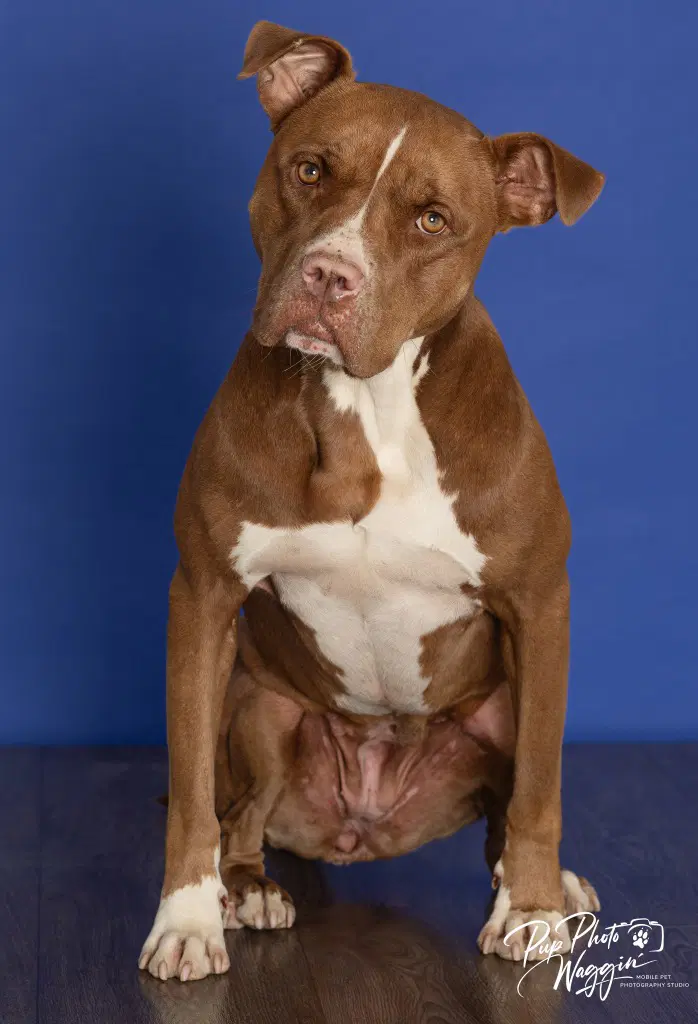 Nova Prevalmond Joy - Pit Bull Terrier