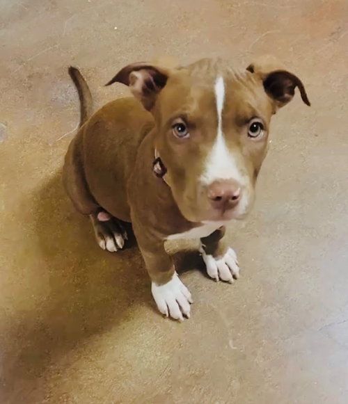 Photo 4 of Nova (prev.Almond Joy)