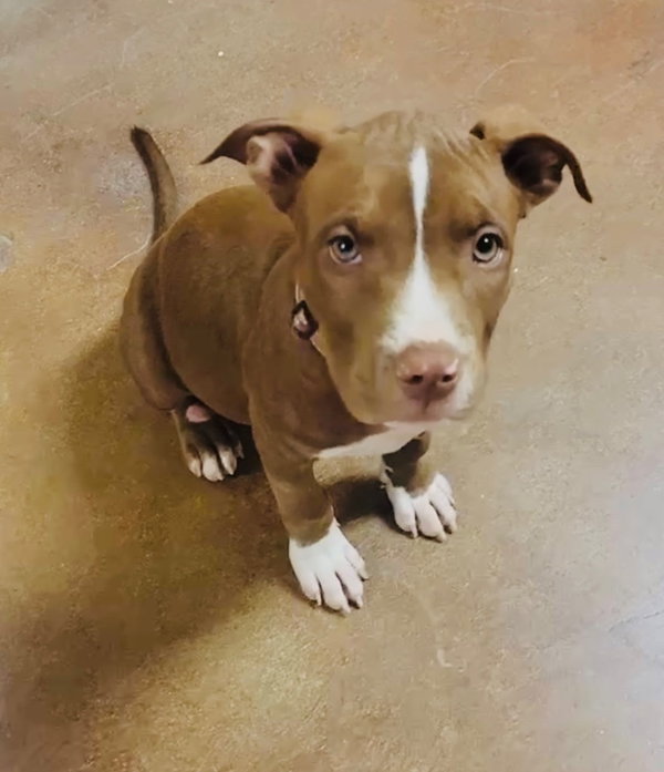 Nova (prev.Almond Joy)