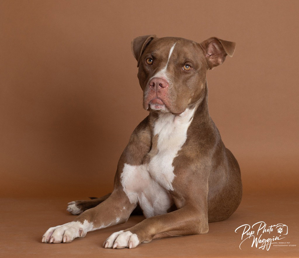Nova (prev. Almond Joy)