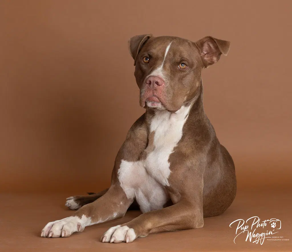 Nova Prevalmond Joy - Pit Bull Terrier