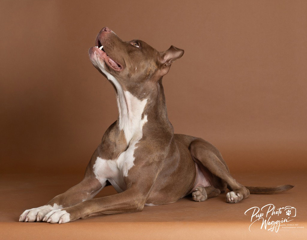 Nova (prev. Almond Joy), photo 2