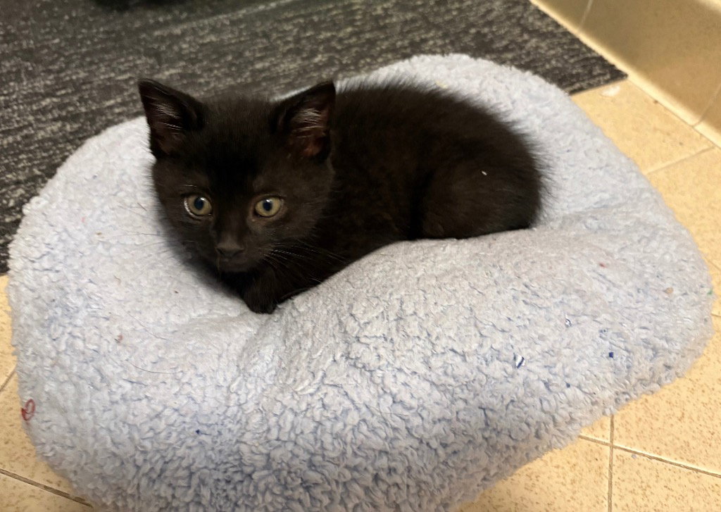 Black Bean Image