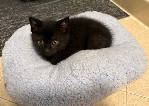Black Bean, an adoptable Domestic Short Hair in Claremore, OK