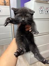 Black Bean - Photo 2