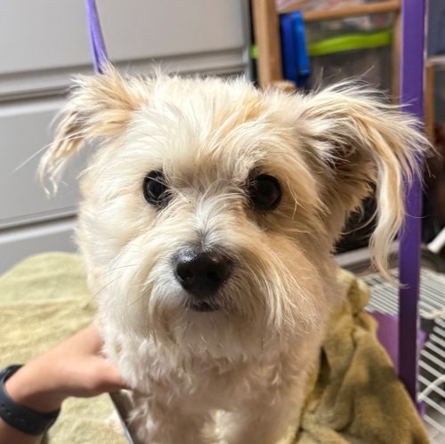 TEDDY - Wheaten Terrier / Poodle (unknown type) available for adoption