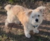 Teddy - Photo 2