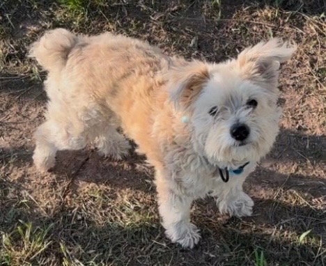 TEDDY - Wheaten Terrier / Poodle (unknown type) available for adoption