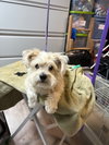 Teddy - Photo 3