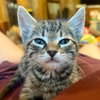 Toby - Photo 1
