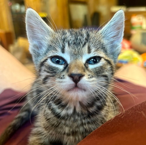 Toby, an adoptable Domestic Short Hair in Claremore, OK