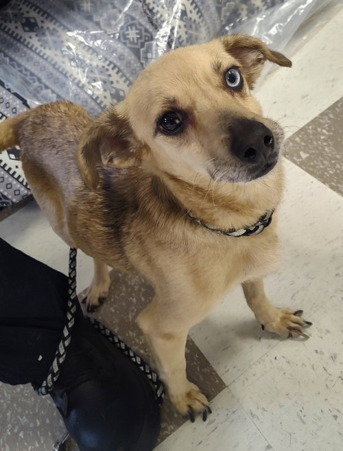 CLAIRE - Chihuahua / Dachshund available for adoption