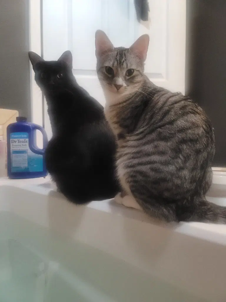 Lucy - Domestic Short Hair