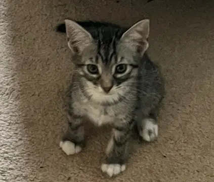 Lucy image 3