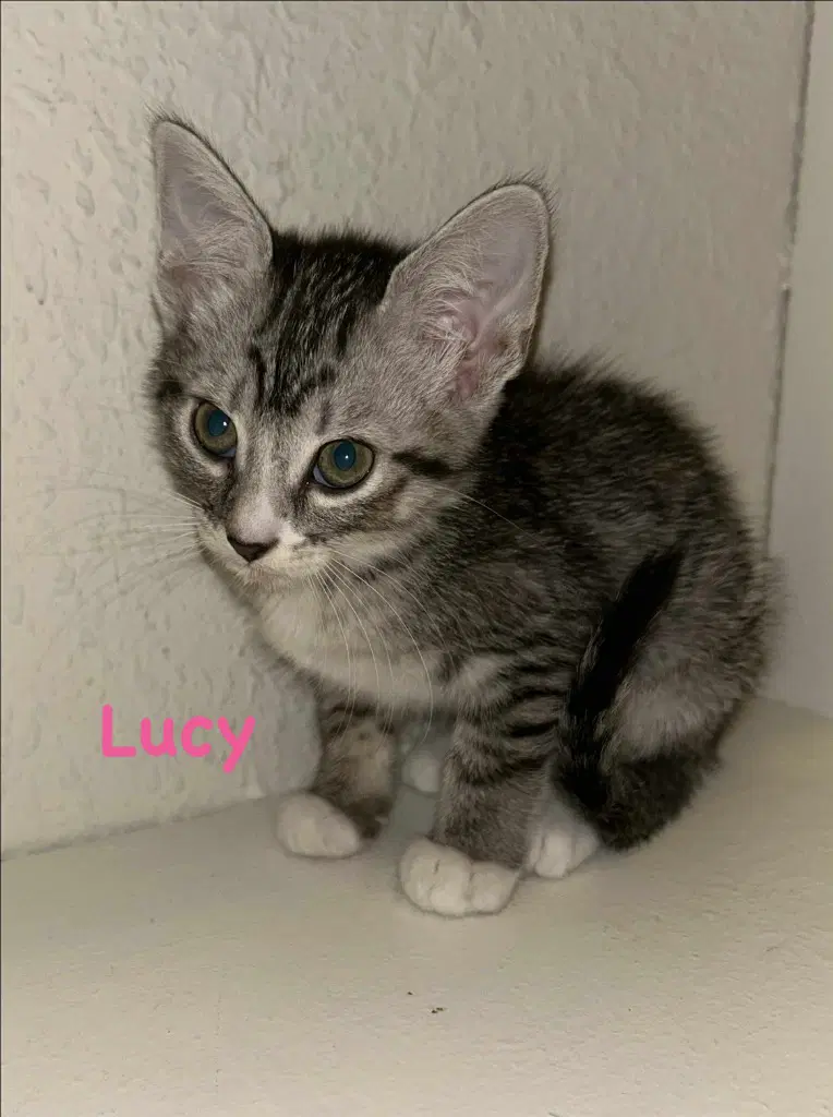 Lucy image 4