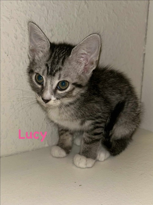 Lucy photo 4