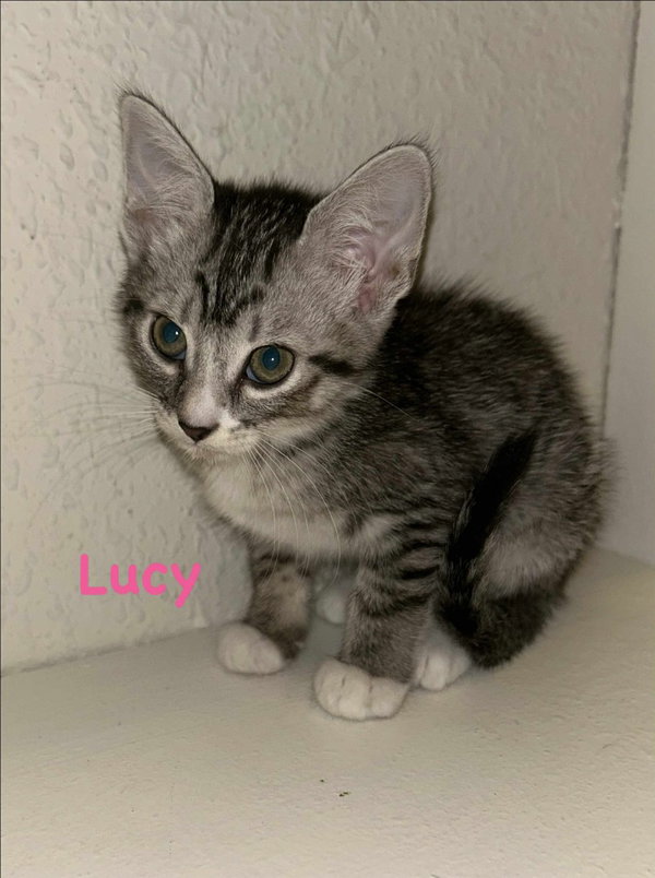 Lucy