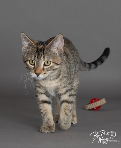 picture of the cat needing adoption