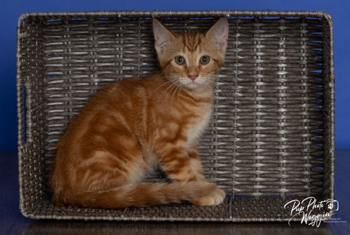 Dr Leonardo, Baby Domestic Short Hair / Mixed, cat for adoption in Muskogee, Oklahoma