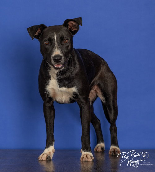 Lila, an adoptable Labrador Retriever in Claremore, OK