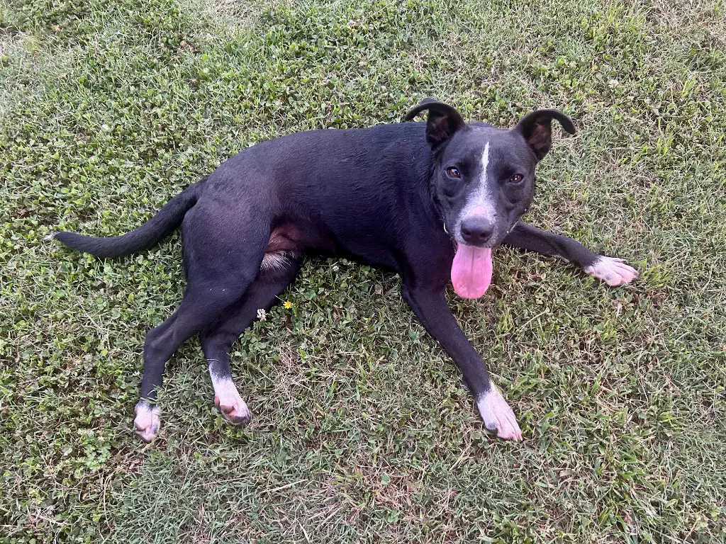 Lila image 2
