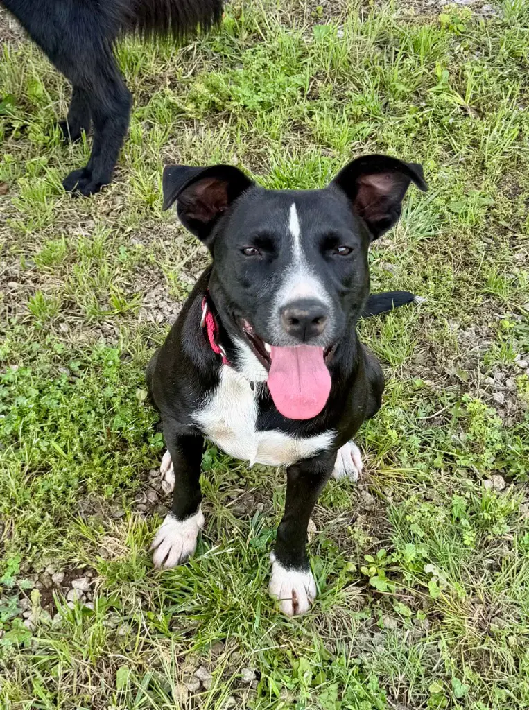 Lila image 3