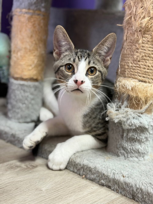 picture of the cat needing adoption