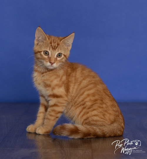 Ming Ming, Baby Domestic Short Hair / Mixed, cat for adoption in Muskogee, Oklahoma