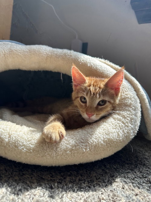 picture of the cat needing adoption