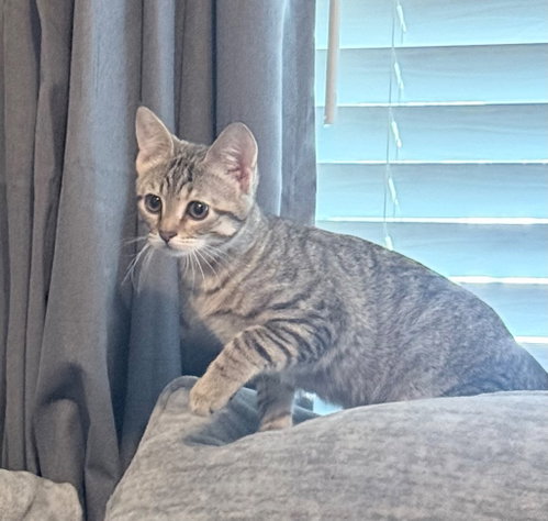 Sansa, an adoptable Domestic Short Hair in Claremore, OK