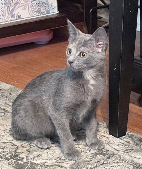 picture of the cat needing adoption