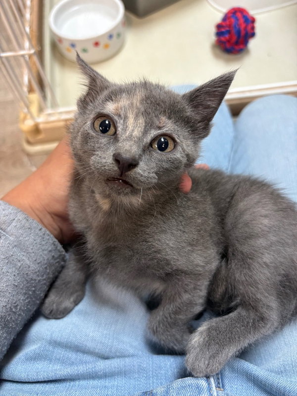 Arya
