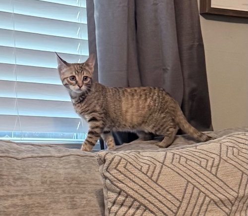 Brienne, an adoptable Domestic Short Hair in Claremore, OK