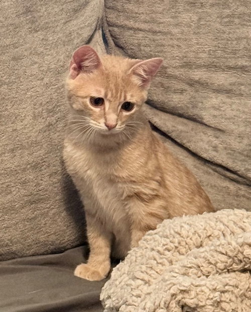 Tyrion, an adoptable American Shorthair in Claremore, OK