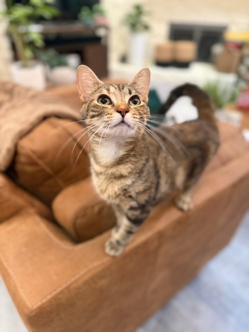 Nova, Young Domestic Short Hair / Mixed, cat for adoption in Muskogee, Oklahoma