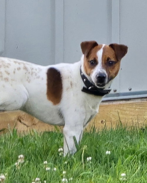 Scout