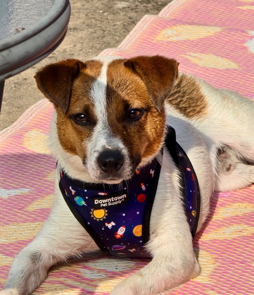 Scout photo 2