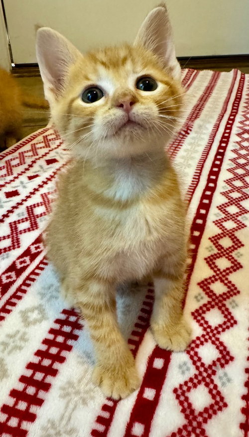 Chive, an adoptable Domestic Short Hair in Claremore, OK