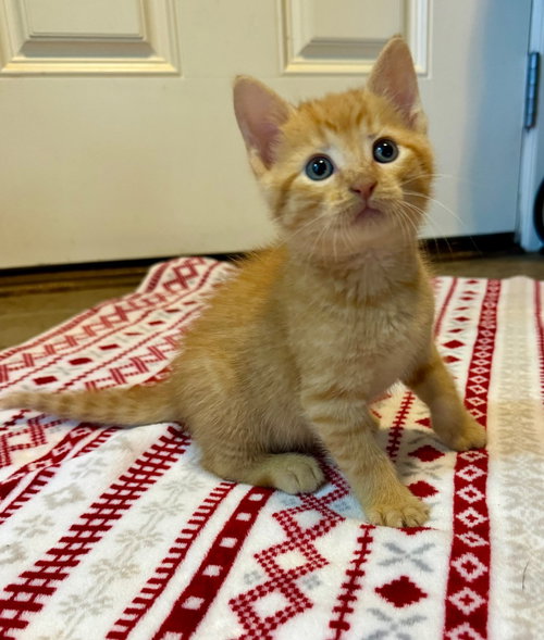 Crouton, an adoptable Domestic Short Hair in Claremore, OK