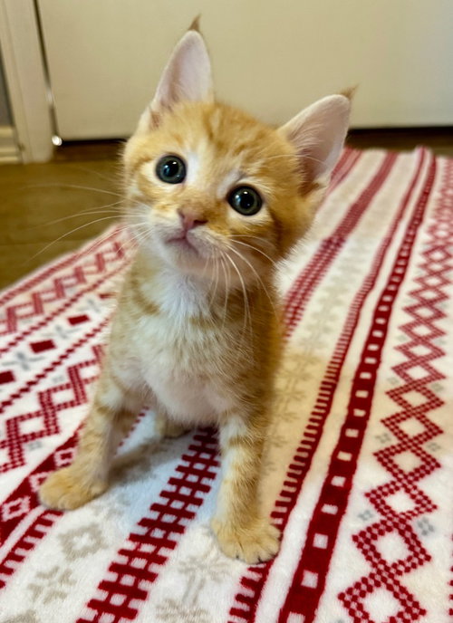 Olive, an adoptable Domestic Short Hair in Claremore, OK
