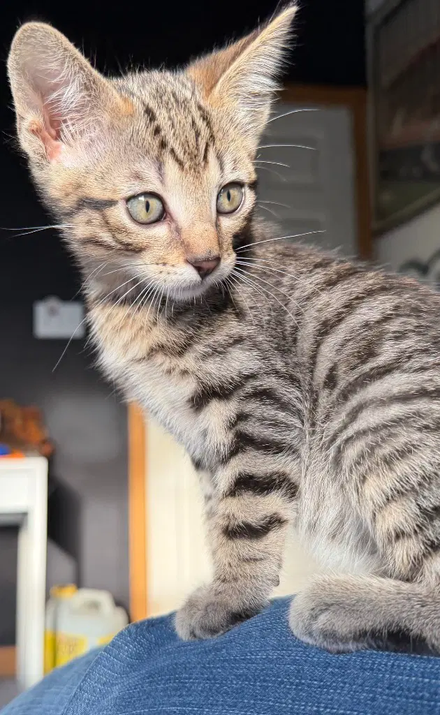 Fidget - Domestic Short Hair