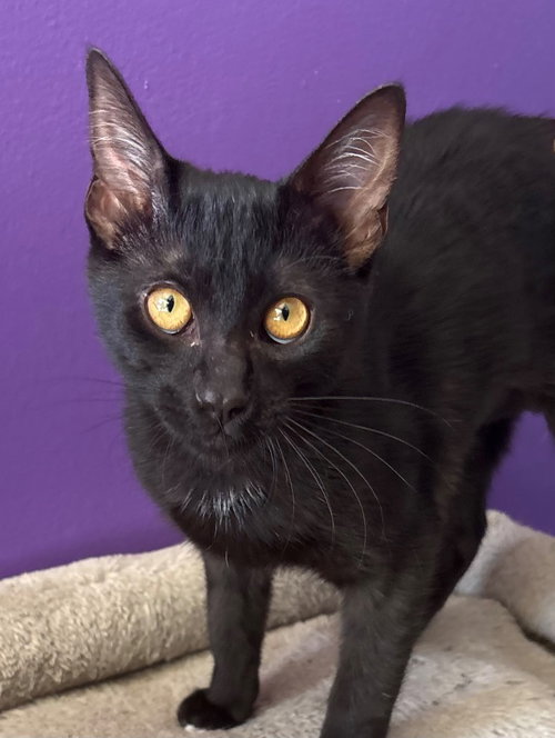 picture of the cat needing adoption