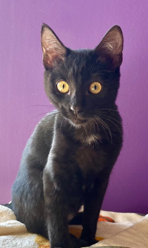 picture of the cat needing adoption